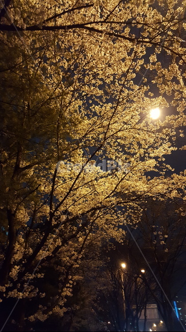 벚꽃,봄,산책,봄맞이,봄산책