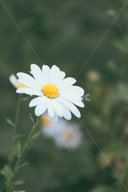 식물,데이지,flower,꽃,blossom,식물,자연,plants,nature,꽃,flower