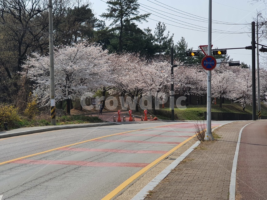 벚꽃,꽃,풍경,배경,봄