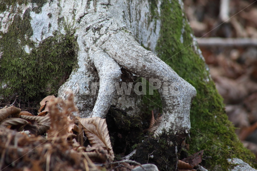 나무,낙엽,이끼,식물,moss,treemoss,climacium,나무이끼,식물,자연,plants,nature,나무,trees,wood