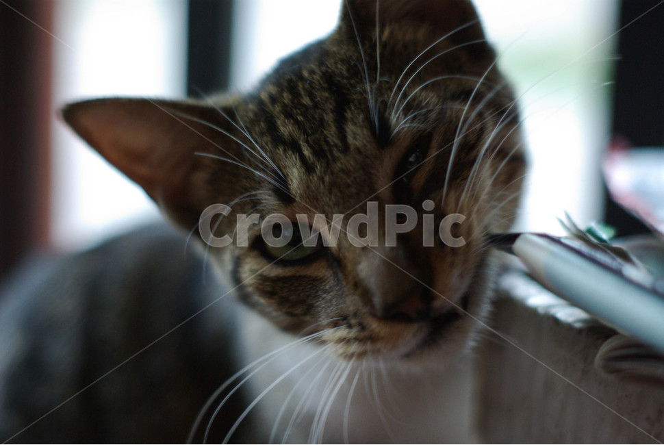 고양이,cat,귀여운고양이,집고양이,집,동물,animal,포유류,mammal,고양이,cat,kitten,kitty