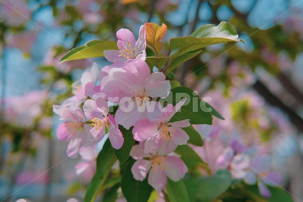 벚꽃,봄,벚꽃나무,감성,핑크,식물,plant,blossom,꽃,flower,배경,만개