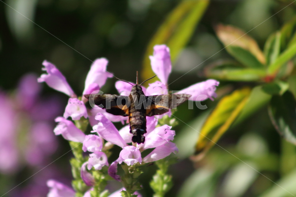 꽃범의꼬리,박각시나방,곤충,hawkmoth,physostegiavirginiana,식물,자연,plants,nature,꽃,flower,동물,animal,곤충,벌레,insect,bug