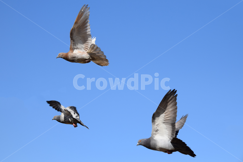 비둘기,조류,새,날개,하늘,버드,bird,pigeon,날개짓,푸른하늘,동물,animal,조류,새,birds