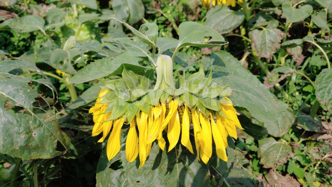 해바라기,영근해바라기,해바라기정면,sunflower,yellow,green