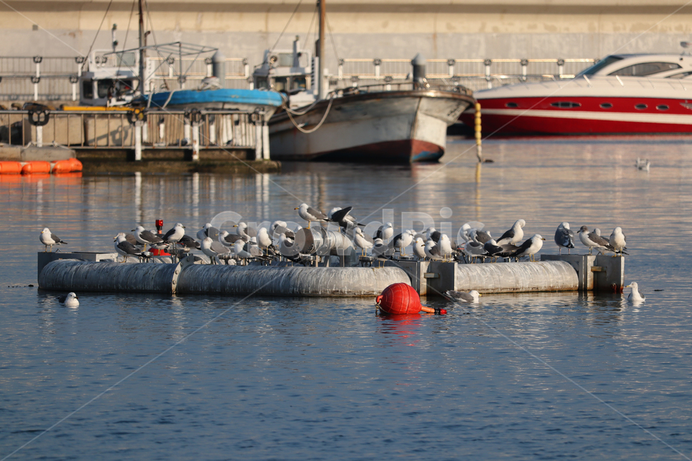 새,vehicle,차량,boat,보트,transportation,교통,water,물,animal,동물,bird,vessel,watercraft,선박,waterfront,조류,새,birds