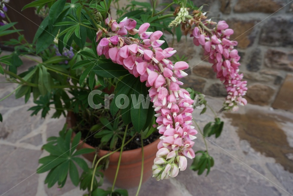 식물,꽃,분홍,핑크,화분,plant,flower,blossom,pink