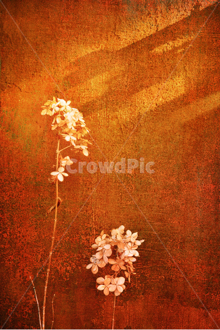 빈티지,드라이플라워,녹슨,감성,분위기,명암,금속,부식,수국,그림자,light,shadow,flowers,emotion,feeling,sensible,beautiful,겨울풍경,마른꽃,건조한,따스한,빛,밝음,wallpaper,식물,자연,plants,nature,꽃,flower,빈티지사진,빈티지느낌,빈티지감성,vintage