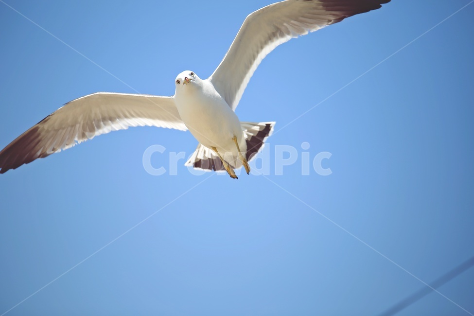 갈매기,파란하늘,날다,하늘,seagull,bluesky,fly,자연,풍경,nature,landscape,동물,animal,조류,새,birds,bird