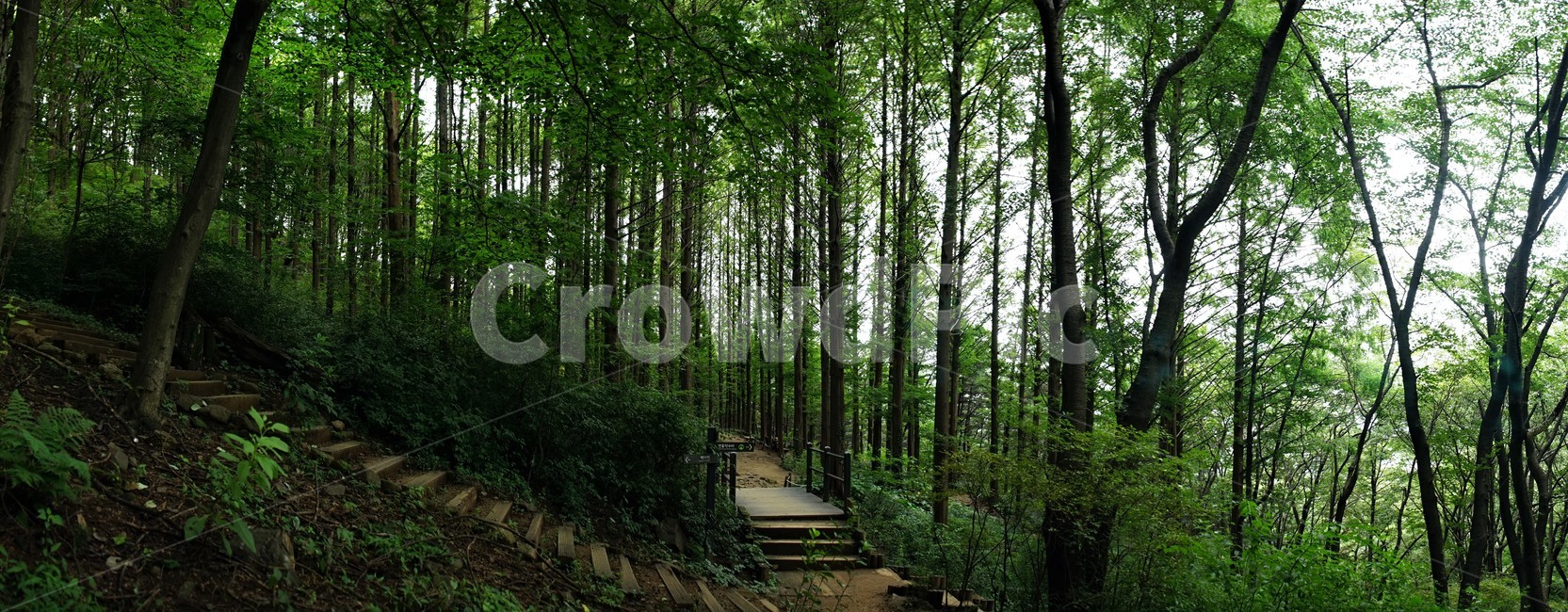 자연,산행,잎,햇빛,nature,tracking,leaves,sunlight,landscape,panorama,forest,woodland,relaxation,healing,자연,풍경,nature,landscape,outdoors,옥외,garden,정원,arbour,정자
