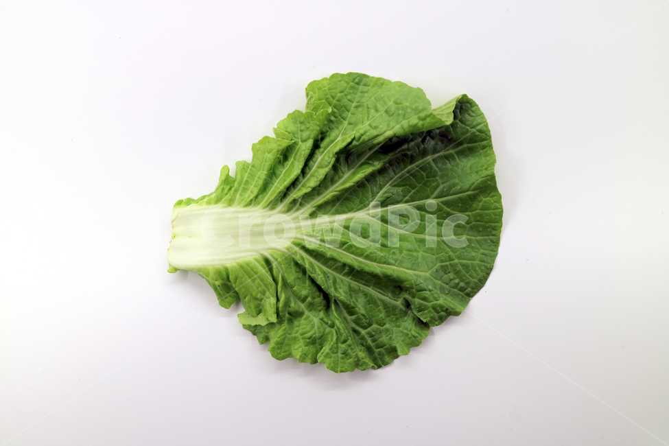 봄동,쌈채소,채소,야채,음식,식품,쌈,싱싱한,신선한,오브젝트,누끼,샐러드,건강,웰빙,다이어트,음식,식재료,요리,food,cook,meal,dishes,food reserves,채소,야채,vegetables,누끼,remove background