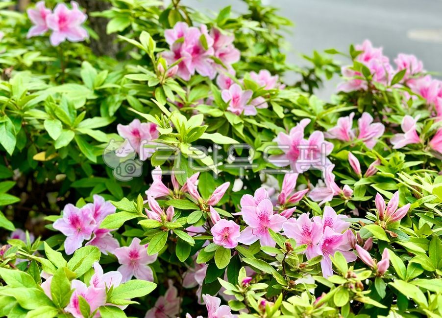 flower,꽃,철쭉,petal,꽃잎,잎,leaf,식물,plant,자연,nature