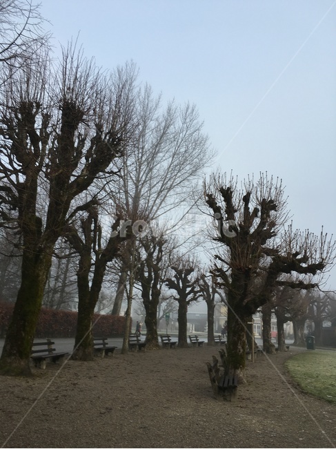 plant,식물,tree,나무,treetrunk,나무줄기,겨울나무