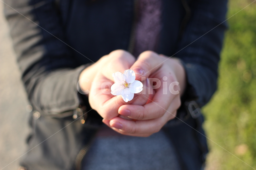 봄,벚꽃,벚꽃놀이,벚꽃축제,봄축제,꽃축제,감정사진,봄,계절,spring,season,plant,식물,finger,손가락