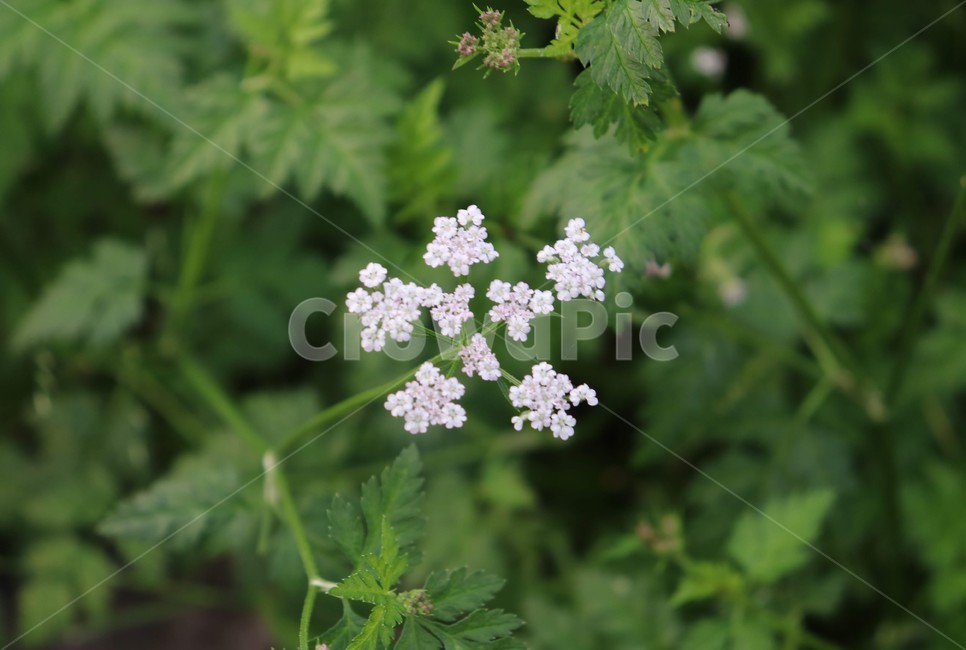 꽃,작은,흰색,옹기종기,귀여운,식물,자연,plants,nature,꽃,flower