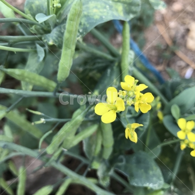 유채,유채꽃,호무우,Rape,Rapeseed,노란꽃,십자화과,두해살이풀,봄꽃,Brassicacampestrissubsp,식용유,식용,식물,꽃,Flower,식물,자연,plants,nature,꽃,flower