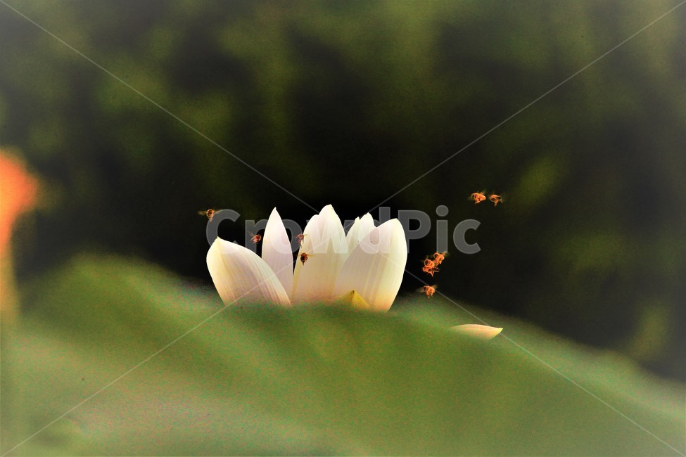 연꽃,꽃,식물,flower,벌,식물,자연,plants,nature,꽃,flower
