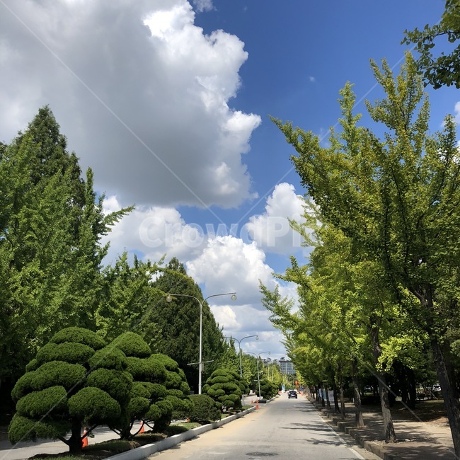 구름,하늘,여름,나무,초록색,푸르른,활기찬,도로,직선도로,청명한,청량한,청량