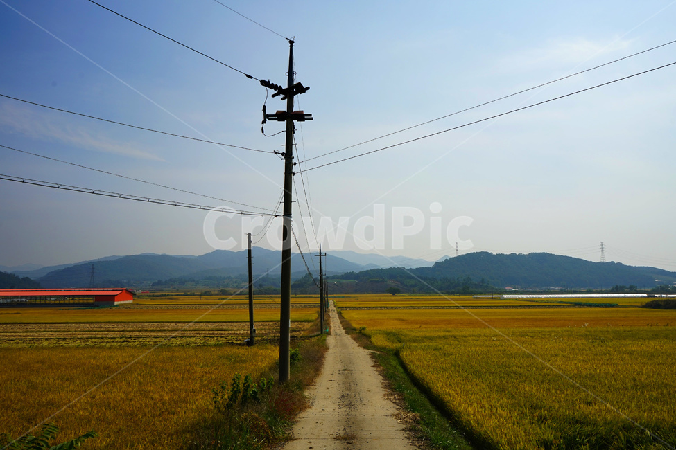 추수,가을,길,농촌,자연,가을,계절,fall,autumn,season,시골,마을,풍경,landscape,country,rural,town,cable,케이블