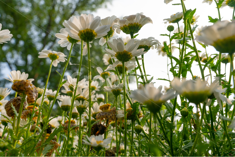 꽃,꽃밭,초록,하얀꽃,식물,햇살,식물,자연,plants,nature,꽃,flower
