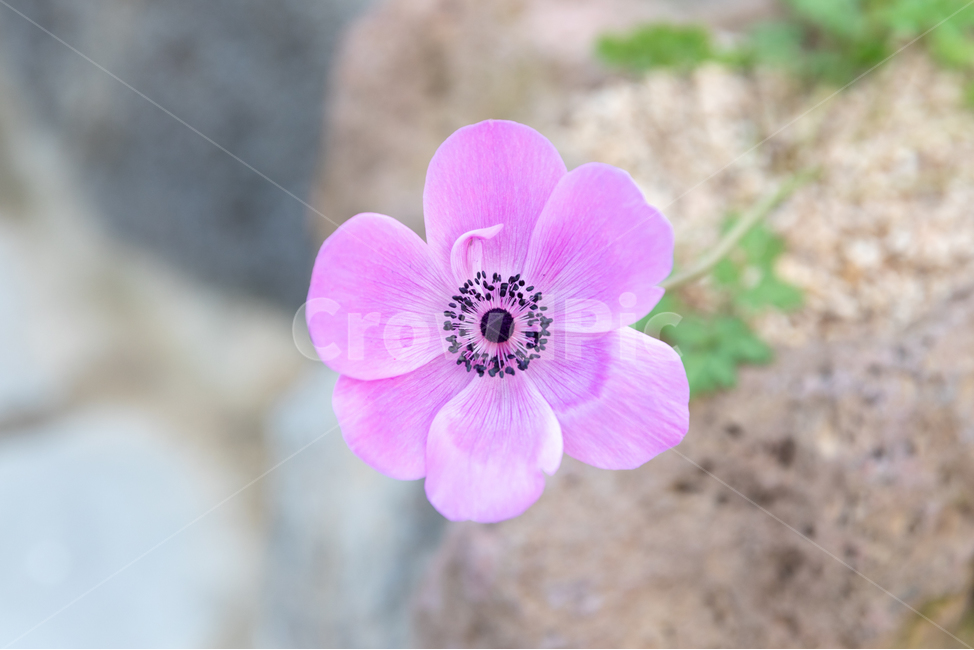 꽃,봄꽃,나무,가시,꽃잎,식물,자연,plants,nature,꽃,flower
