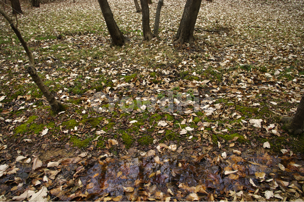 겨울,숲,나무,낙엽,겨울나무,식물,자연,풍경,nature,landscape,ground,바닥,tree trunk,나무 줄기,tree,plant