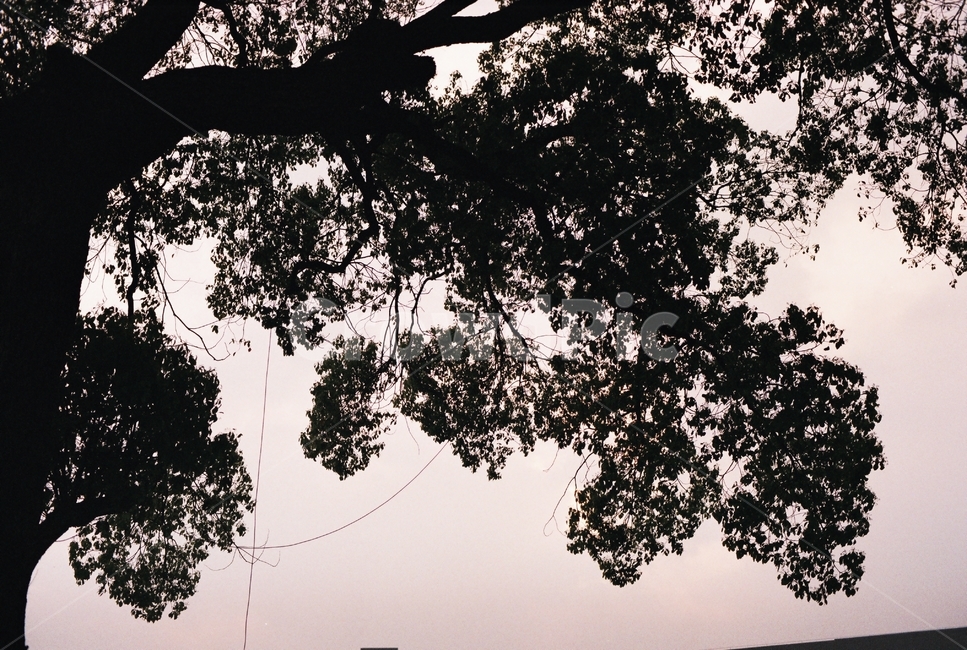 풍경,노을,나무,빛,그림자,식물,자연,plants,nature,나무,trees,wood,실루엣,그림자,silhouette,shadow