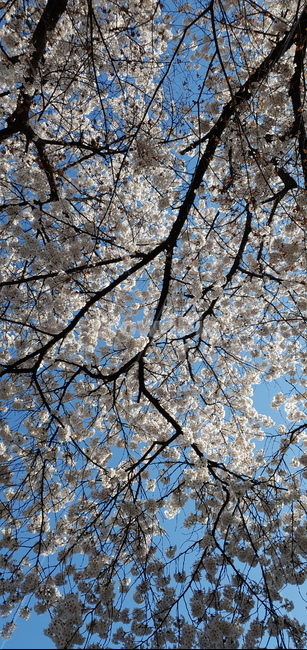 꽃,blossom,flower,봄,벚꽃