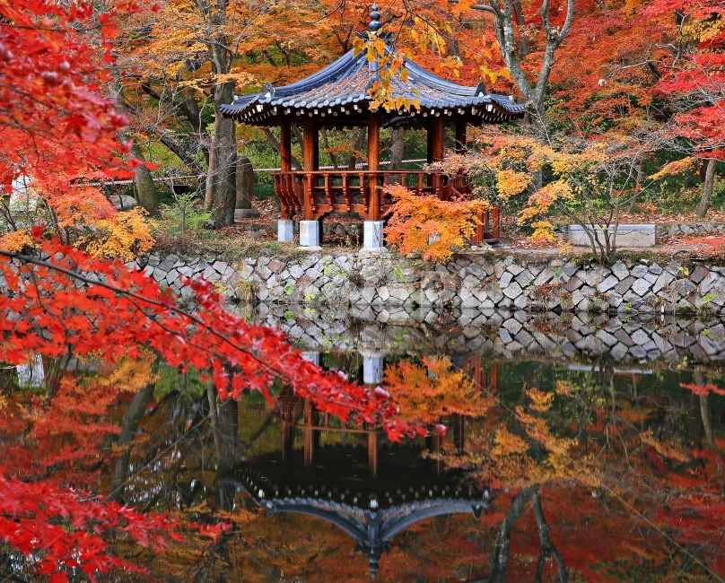 선운사,가을,가을풍경,고창,단풍,가을,계절,fall,autumn,season,자연,풍경,nature,landscape,한국자연풍경,한국자연경관,korea nature landscape,한국전통,한국문화,korean traditional,korean culture,plant,식물,leaf,잎