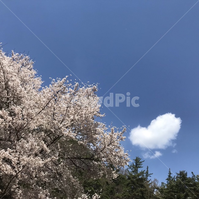 꽃,벚꽃,봄,분홍,구름,하트,계절,spring,풍경,식물,자연,배경화면,나무,야외,flower,nature,pink