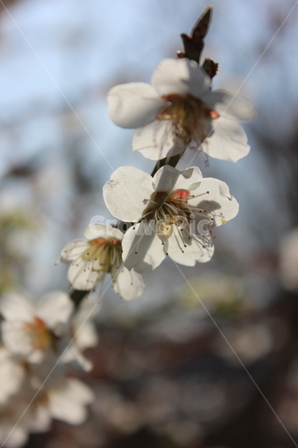 식물,벚꽃,봄,하얀꽃,벚꽃나무,식물,자연,plants,nature,꽃,flower