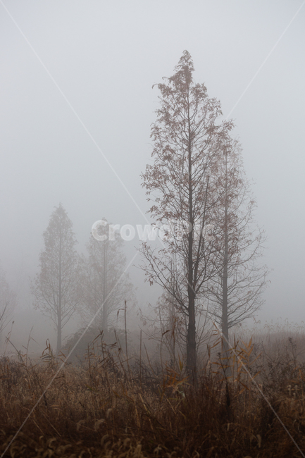 자연,풍경,늦가을,아침,안개,생태공원,몽환적,가을,계절,fall,autumn,season,자연,풍경,nature,landscape,나무,trees,wood,weather,날씨,outdoors,옥외,fog