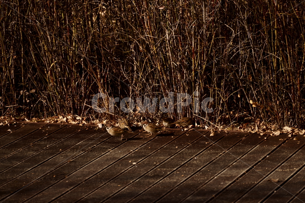참새,참새무리,나무바닥,한강,강변,동물,animal,조류,새,birds
