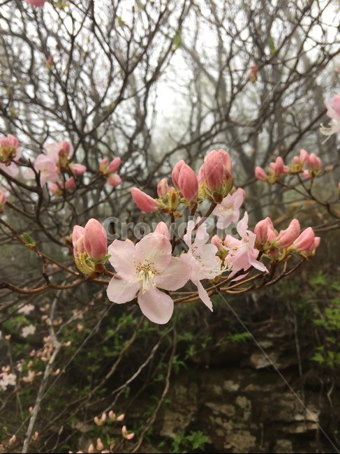 철쭉,꽃,분홍꽃,야생화,지리산,5월,늦봄,꽃봉오리,식물,자연,plants,nature,꽃,flower