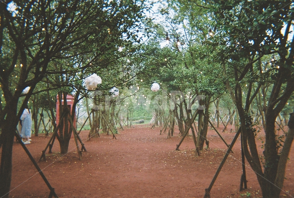 숲,나무,필름카메라,숲길,산책로,풍경