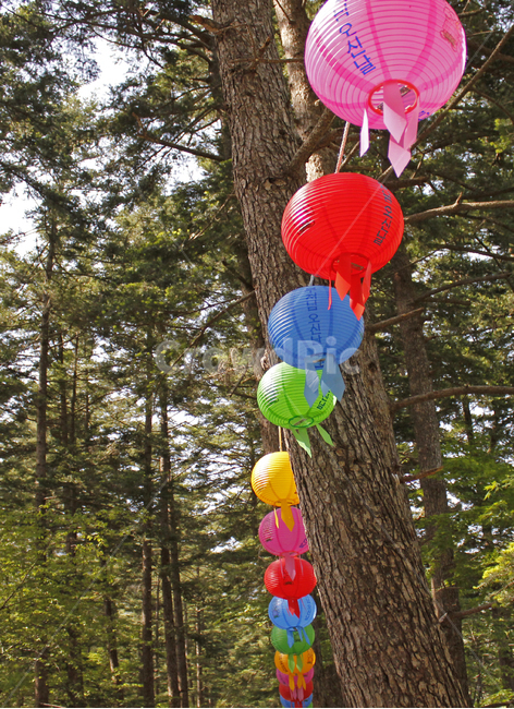 부처님오신날,숲길,나무,등불,연등,종교,신앙,religion,belief,faith,축제,행사,festival,carnival,event
