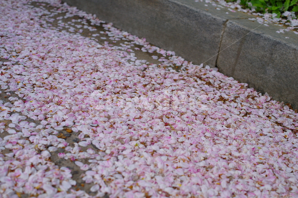 꽃,벚꽃,산책로,벚꽃축제,flower,cherryblossom,바닥,꽃길