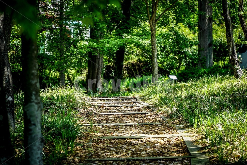자연,숲,오솔길,나무,그림자,자연,풍경,nature,landscape,휴식,힐링,rest,relaxation,healing,path,통로