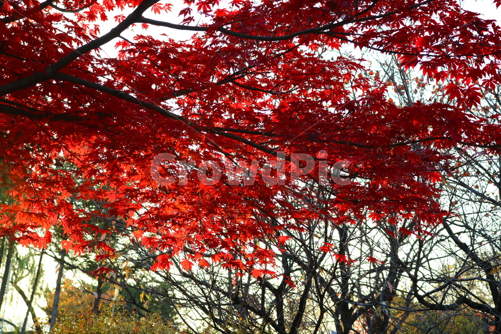 단풍,단풍나무,나무,식물,가을,자연,가을,계절,fall,autumn,season,식물,자연,plants,nature,나무,trees,wood,leaf,잎,plant,tree,maple