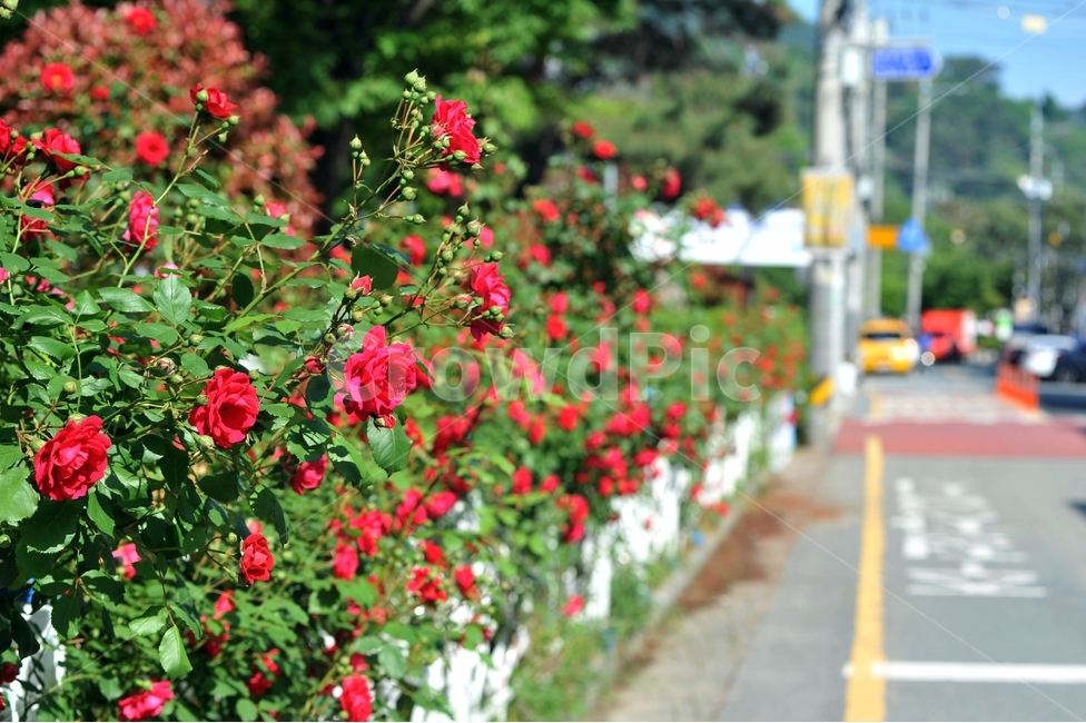 장미,식물,꽃,빨깐꽃,여름꽃,오월,rose,식물,자연,plants,nature,꽃,flower