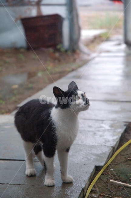 동물,고양이,cat,길고양이,냥이,동물,animal,포유류,mammal,고양이,cat,kitten,kitty