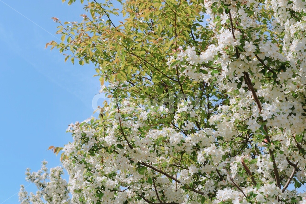 꽃,나무,하늘,자연,봄,tree,white,색감,색상,감성사진