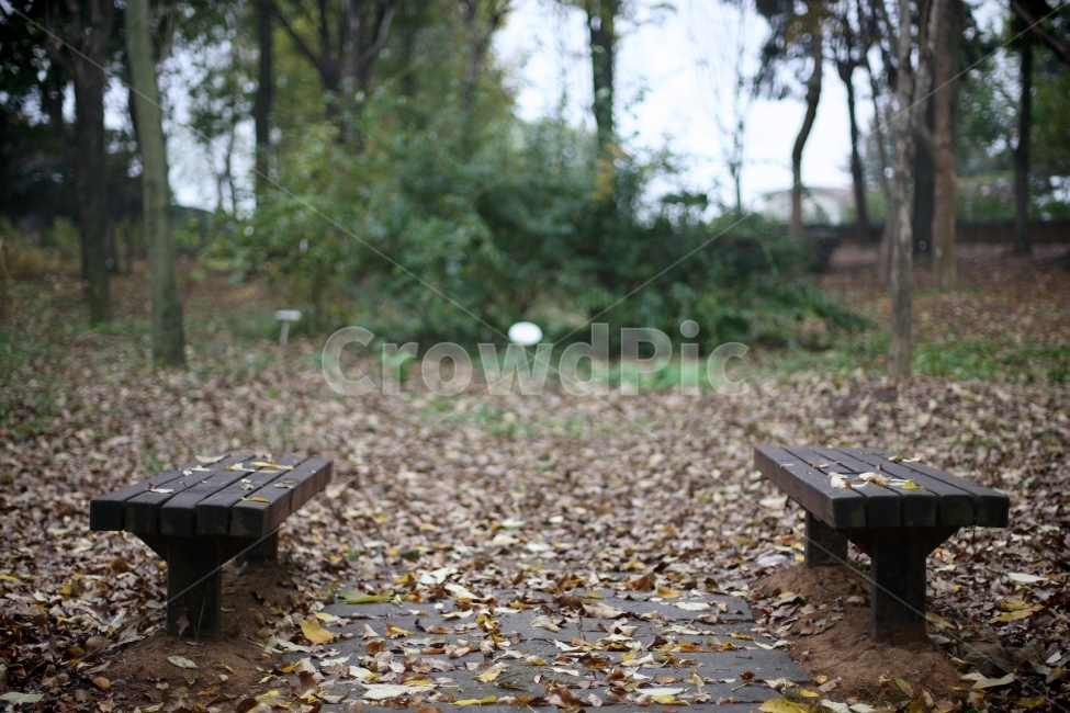 가을,낙엽,식물원,벤치,풍경,가을,계절,fall,autumn,season,furniture,가구,park bench,공원 벤치,bench
