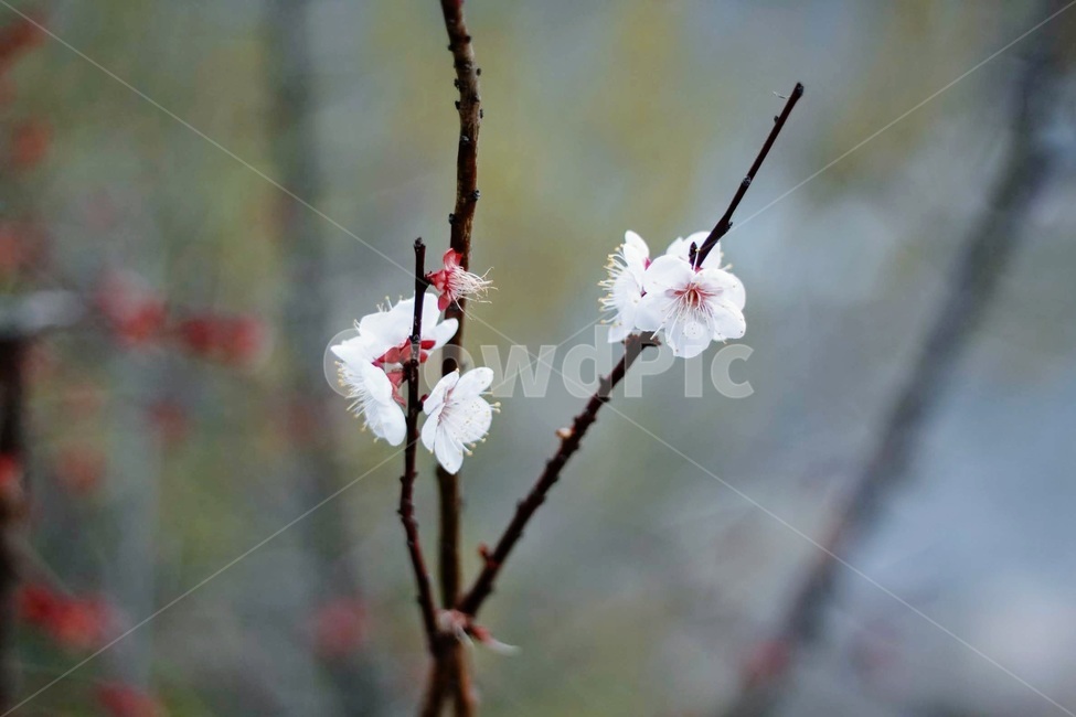 봄꽃,봄,작은꽃,흰꽃,벚꽃,식물,자연,plants,nature,꽃,flower