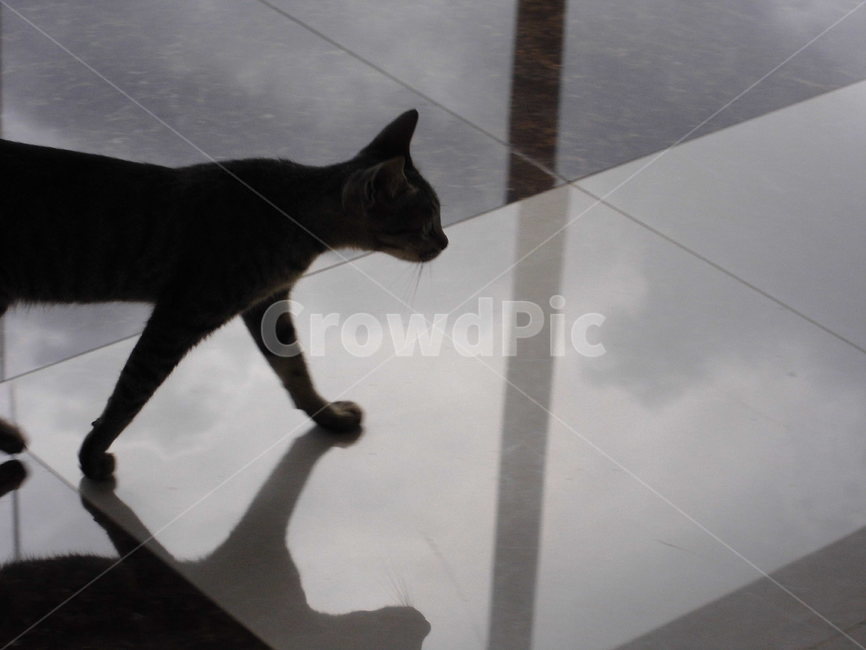 고양이,냥냥,고양님,캣,동물,동물,animal,포유류,mammal,고양이,cat,kitten,kitty