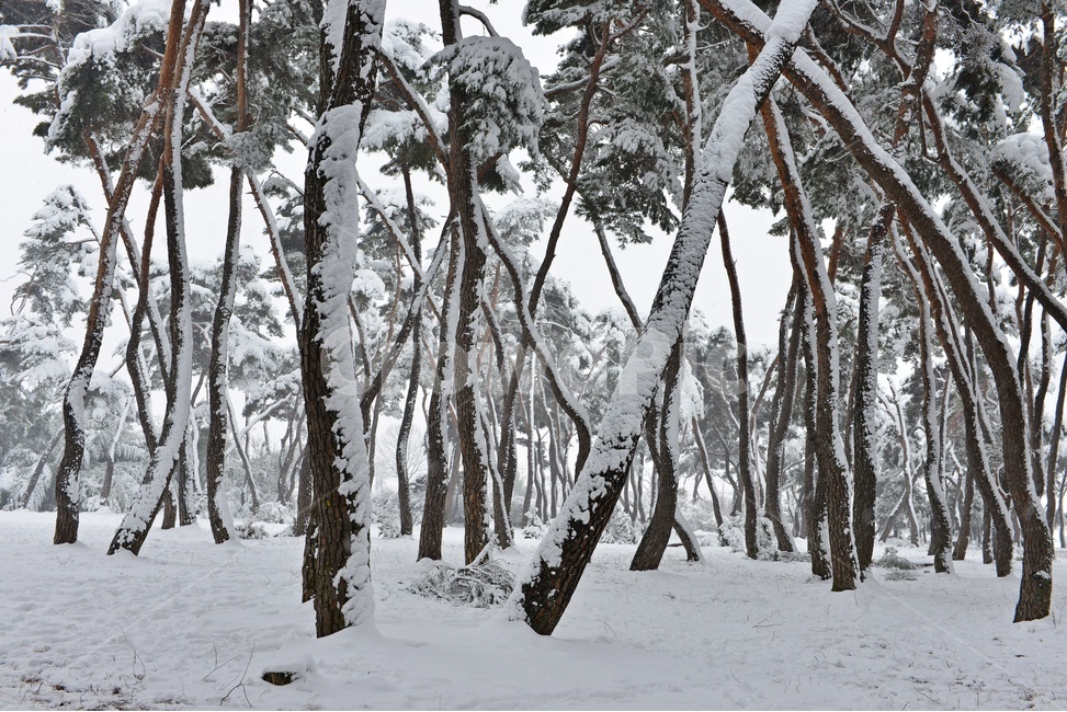 tree,나무,plant,식물,nature,자연,outdoors,옥외,winter,snow,눈,storm,폭풍,blizzard,눈보라,treetrunk,나무줄기,경주,삼릉,삼릉소나무,삼릉솔숲,소나무,솔숲,삼릉설경,솔숲설경,겨울,계절,겨울,계절,winter,season,자연,풍경,nature,landscape