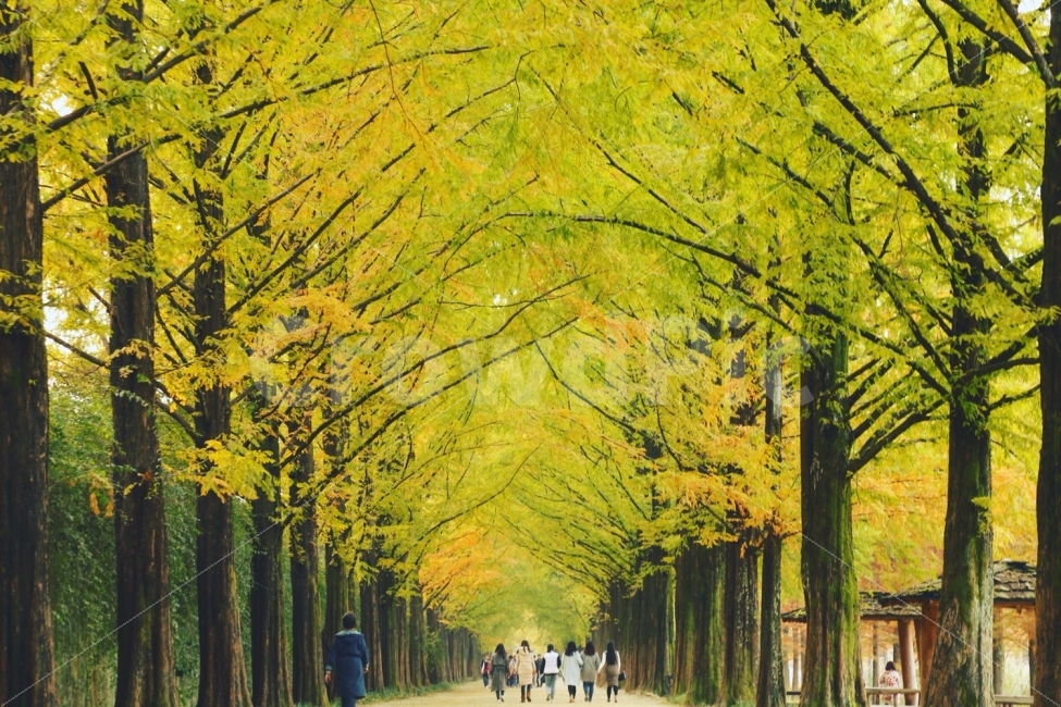 담양,메타세콰이어길,가을,나무,전라남도,가을,계절,fall,autumn,season,자연,풍경,nature,landscape,한국자연풍경,한국자연경관,korea nature landscape,식물,plants,나무,trees,wood,사람들,대중,군중,other people,crowd,person,사람,human,인간,tree,plant,outdoors,옥외