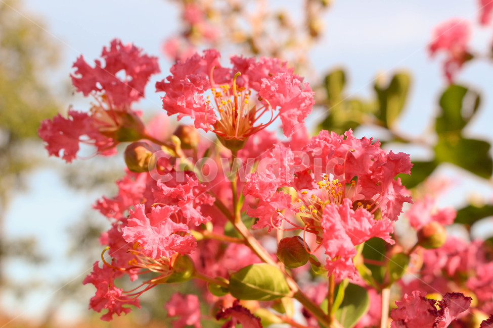 배롱나무,배롱나무꽃,plant,식물,꽃,꽃나무,나무,tree,자연,nature,핑크,핑크색,pink,가을,가을꽃