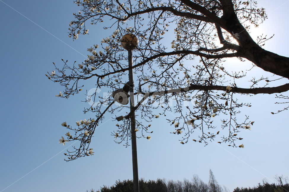 봄,spring,계절,꽃나무,flower,plant,식물,역광,햇빛,햇살,꽃