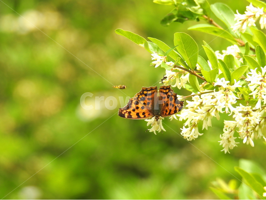 식물,꽃,동물,곤충,나비,자연,식물,자연,plants,nature,꽃,flower,동물,animal,곤충,벌레,insect,bug